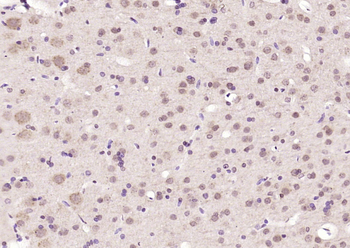 Caspase-12 Rabbit Polyclonal Antibody