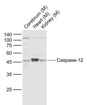 Caspase-12 Rabbit Polyclonal Antibody