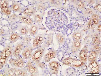 Caspase-12 Rabbit Polyclonal Antibody