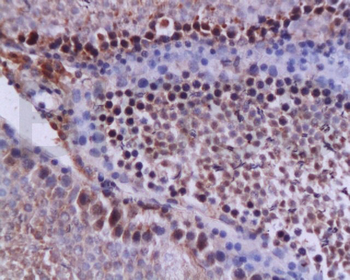 Caspase-12 Rabbit Polyclonal Antibody