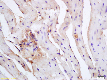 Caspase-12 Rabbit Polyclonal Antibody