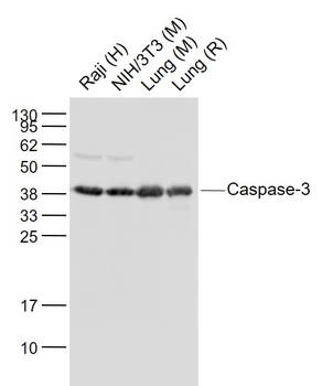 Caspase-3 Rabbit Polyclonal Antibody
