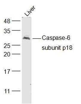 Caspase-6 subunit p18 Rabbit Polyclonal Antibody