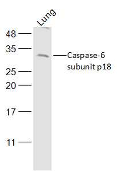 Caspase-6 subunit p18 Rabbit Polyclonal Antibody