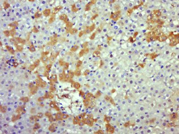 Caspase 8 Rabbit Polyclonal Antibody