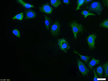 Caspase 8 Rabbit Polyclonal Antibody