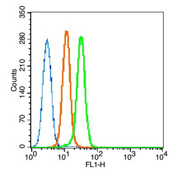 Caspase-9 Rabbit Polyclonal Antibody