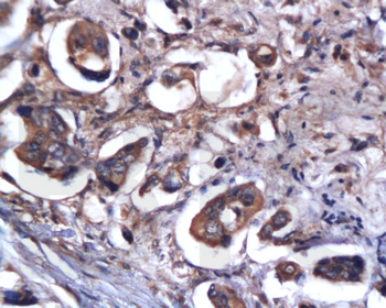 Caspase-9 Rabbit Polyclonal Antibody