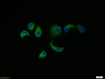 Caspase-9 Rabbit Polyclonal Antibody
