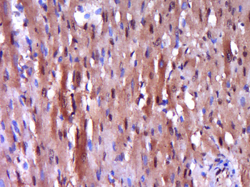 Caspase-9 Rabbit Polyclonal Antibody