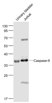 Caspase-9 Rabbit Polyclonal Antibody