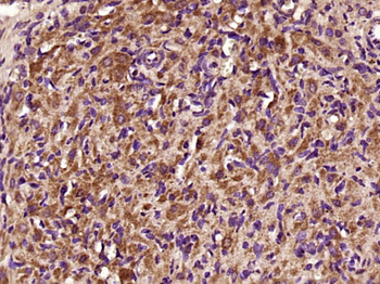 Caveolin-1 Rabbit Polyclonal Antibody