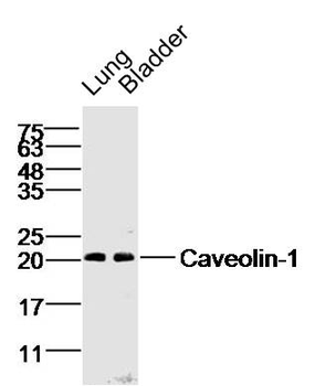 Caveolin-1 Rabbit Polyclonal Antibody