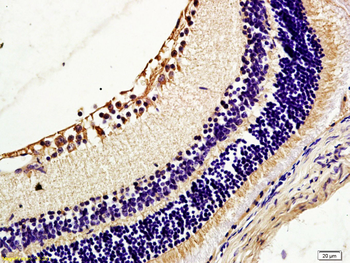 Caveolin-1 Rabbit Polyclonal Antibody