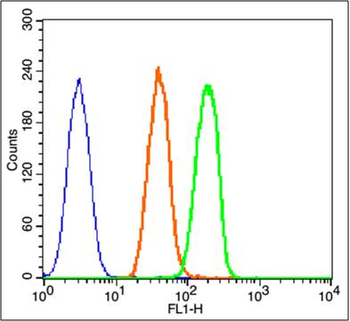 Beta catenin Rabbit Polyclonal Antibody