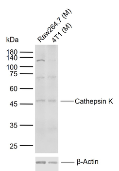 Cathepsin K Rabbit Polyclonal Antibody