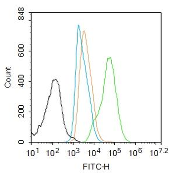 RUNX2 Rabbit Polyclonal Antibody
