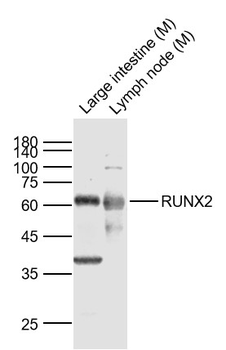 RUNX2 Rabbit Polyclonal Antibody