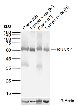 RUNX2 Rabbit Polyclonal Antibody