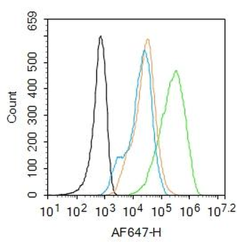 CCR-2 Rabbit Polyclonal Antibody