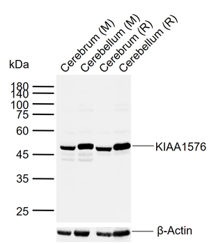 VAT1L Rabbit Polyclonal Antibody