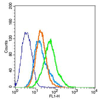 CCR10 Rabbit Polyclonal Antibody
