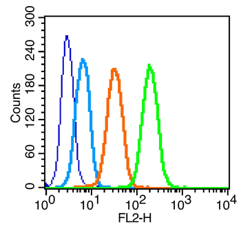 Phospho-c-kit (Tyr936) Rabbit Polyclonal Antibody