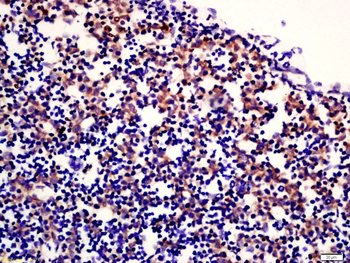 Phospho-c-kit (Tyr936) Rabbit Polyclonal Antibody