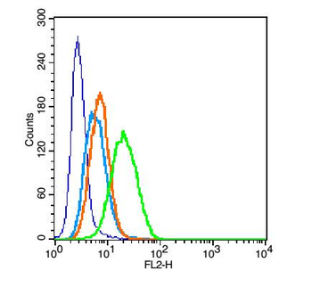 CD13 Rabbit Polyclonal Antibody