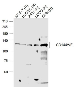 CD144/VE Cadherin Rabbit Polyclonal Antibody