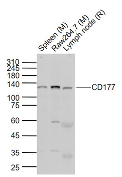 CD177 Rabbit Polyclonal Antibody