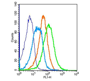 CXCR4 Rabbit Polyclonal Antibody