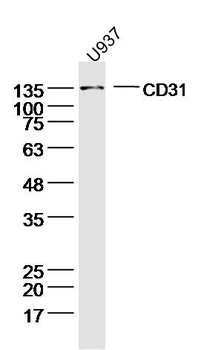 CD31 Rabbit Polyclonal Antibody