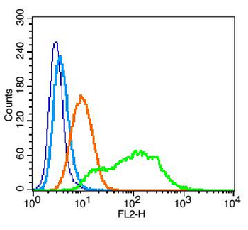 CD38 Rabbit Polyclonal Antibody