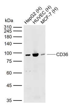 CD36 Rabbit Polyclonal Antibody