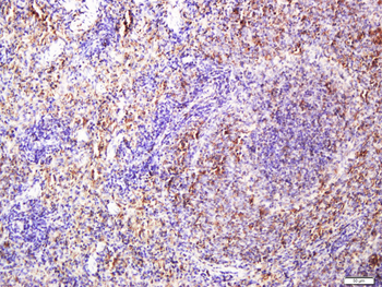 CD40L Rabbit Polyclonal Antibody