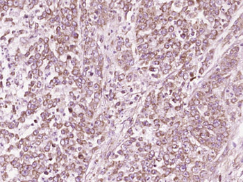 CD46 Rabbit Polyclonal Antibody