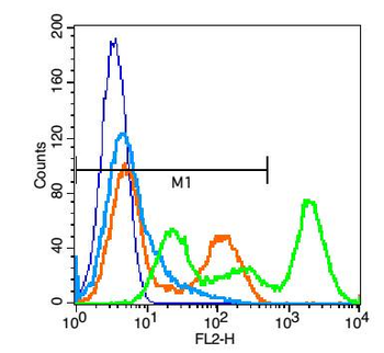 CD56 Rabbit Polyclonal Antibody