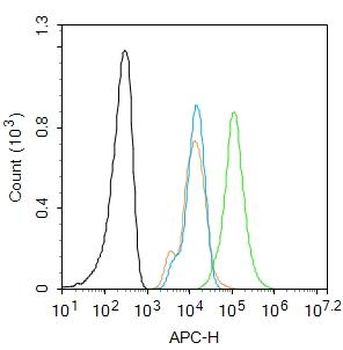 B3GAT1 Rabbit Polyclonal Antibody