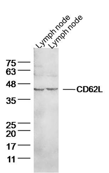 CD62L Rabbit Polyclonal Antibody