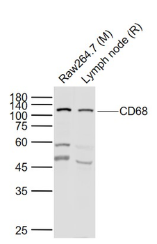 CD68 Rabbit Polyclonal Antibody
