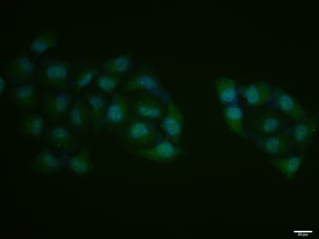 CDK1 Rabbit Polyclonal Antibody