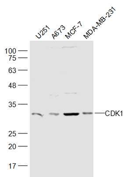 CDK1 Rabbit Polyclonal Antibody