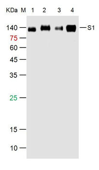 SARS-CoV-2 (2019-nCoV) Spike S1 Mouse Monoclonal Antibody