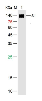 SARS-CoV-2 (2019-nCoV) Spike S1 Mouse Monoclonal Antibody