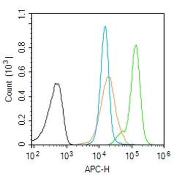 CDK5 Rabbit Polyclonal Antibody