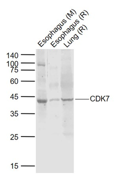 CDK7 Rabbit Polyclonal Antibody