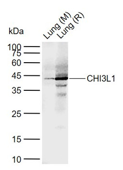 CHI3L1 Rabbit Polyclonal Antibody