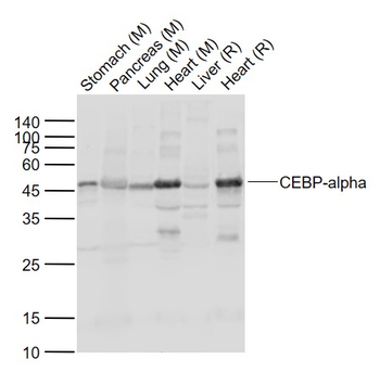 CEBP-alpha Rabbit Polyclonal Antibody