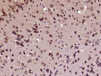 C-fos Rabbit Polyclonal Antibody